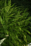 Hedychium densiflorum 'Assam Orange' RCP08-07 534.jpg